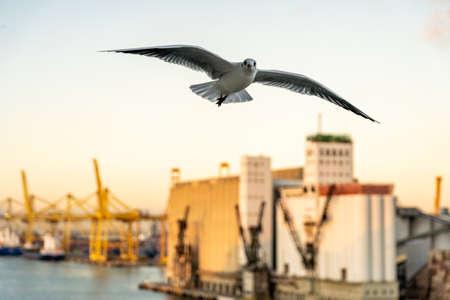 closeup of a seagull photographed in flight in front of Barcelona harborの写真素材