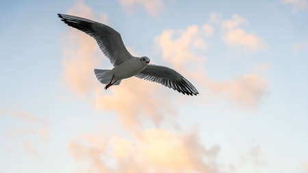 closeup of seagulls in front of vesuv mountain, naples, italyの写真素材