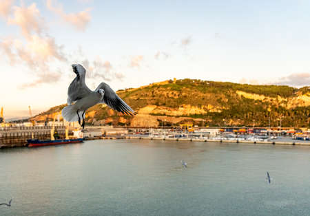 closeup of a seagull photographed in flight in front of Barcelona harborの写真素材
