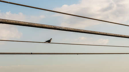 a bird resting on historic cable car cables, at harbor of Barcelona city, spainの写真素材