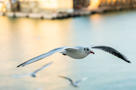 closeup of a seagull photographed in flight in front of Barcelona harborの写真素材