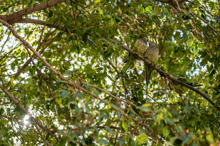 monk parakeet birds in the trees, Barcelonaの写真素材