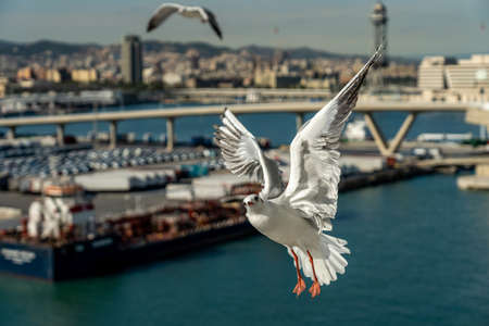 closeup of a seagull at Barcelona waterfront, catalonia, spainの写真素材