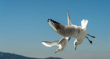 closeup of a seagull at Barcelona waterfront, catalonia, spainの写真素材