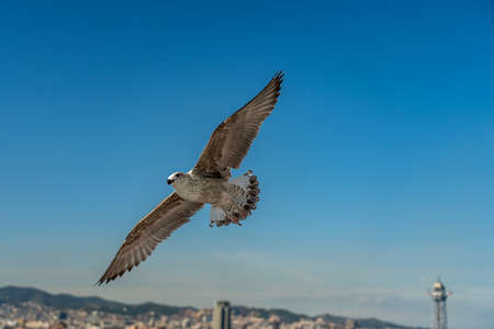 closeup of a seagull at Barcelona waterfront, catalonia, spainの写真素材