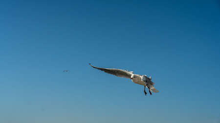 closeup of a seagull at Barcelona waterfront, catalonia, spainの写真素材