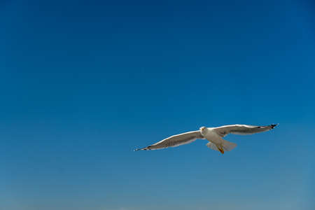 closeup of a seagull photographed in flight in front of Barcelona, blue skyの写真素材