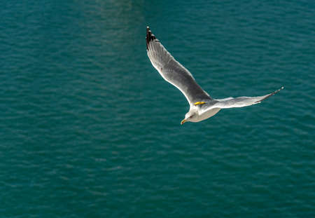 closeup of a seagull at Barcelona waterfront, catalonia, spainの写真素材