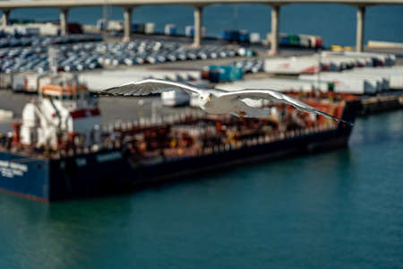 closeup of a seagull at Barcelona waterfront, catalonia, spainの写真素材