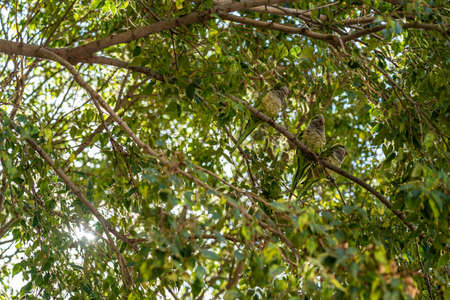 monk parakeet birds in the trees, Barcelonaの写真素材