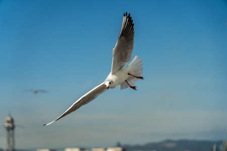 closeup of a seagull at Barcelona waterfront, catalonia, spainの写真素材