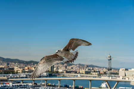 closeup of a seagull at Barcelona waterfront, catalonia, spainの写真素材