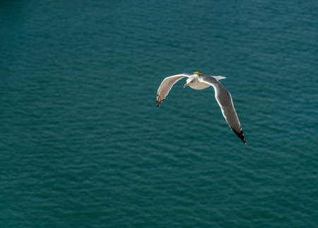 closeup of a seagull at Barcelona waterfront, catalonia, spainの写真素材