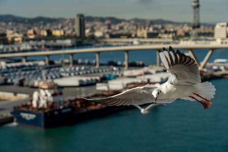 closeup of a seagull at Barcelona waterfront, catalonia, spainの写真素材