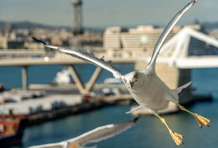 closeup of a seagull at Barcelona waterfront, catalonia, spainの写真素材