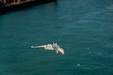 closeup of a seagull at Barcelona waterfront, catalonia, spainの写真素材