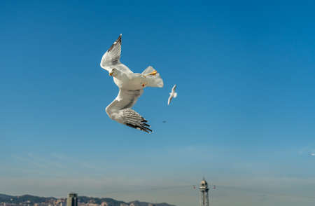 closeup of a seagull at Barcelona waterfront, catalonia, spainの写真素材