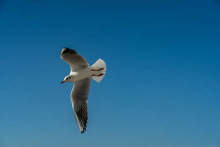 closeup of a seagull at Barcelona waterfront, catalonia, spain