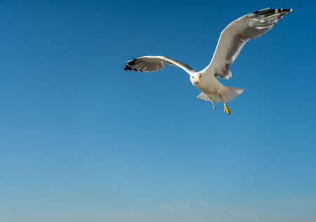 closeup of a seagull at Barcelona waterfront, catalonia, spainの写真素材