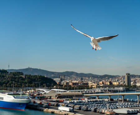 closeup of a seagull at Barcelona waterfront, catalonia, spainの写真素材