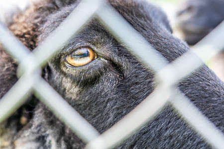 some sheep behind a fence looking at camera, frankfurtの写真素材