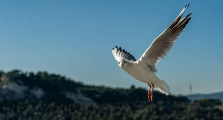 closeup of a seagull at Barcelona waterfront, catalonia, spainの写真素材