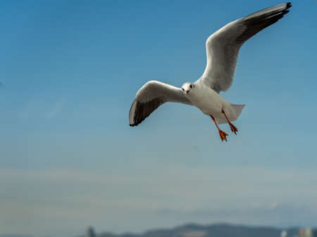 closeup of a seagull at Barcelona waterfront, catalonia, spainの写真素材