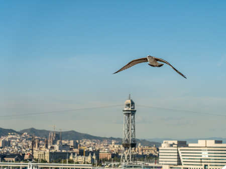 closeup of a seagull at Barcelona waterfront, catalonia, spainの写真素材