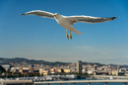 closeup of a seagull at Barcelona waterfront, catalonia, spainの写真素材