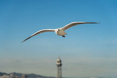 closeup of a seagull at Barcelona waterfront, catalonia, spainの写真素材