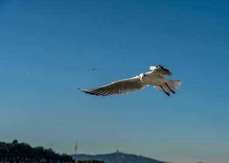closeup of a seagull at Barcelona waterfront, catalonia, spainの写真素材
