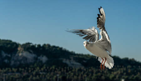 closeup of a seagull at Barcelona waterfront, catalonia, spainの写真素材