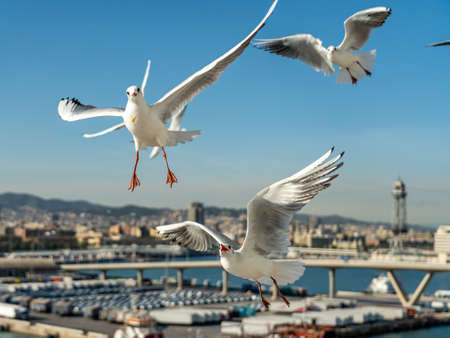closeup of several seagulls looking for food at Barcelona waterfront, spainの写真素材