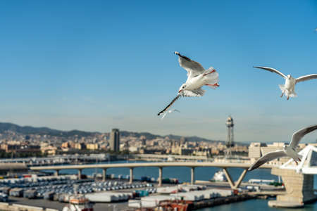 closeup of a seagull at Barcelona waterfront, catalonia, spainの写真素材