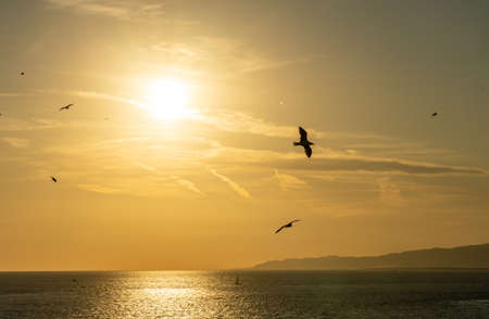 View of a golden sunset with birds in front of the sun and the ocean near Barcelona waterfront, spainの写真素材