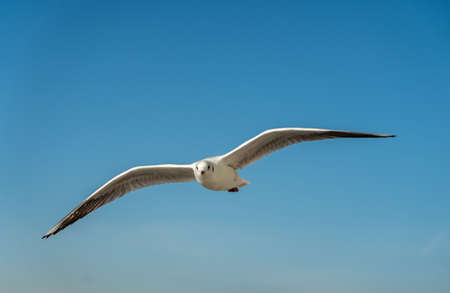 closeup of a seagull at Barcelona waterfront, catalonia, spainの写真素材