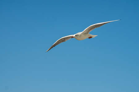 closeup of a seagull at Barcelona waterfront, catalonia, spainの写真素材