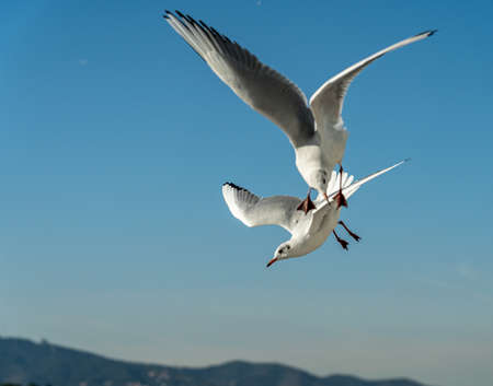 closeup of a seagull at Barcelona waterfront, catalonia, spainの写真素材