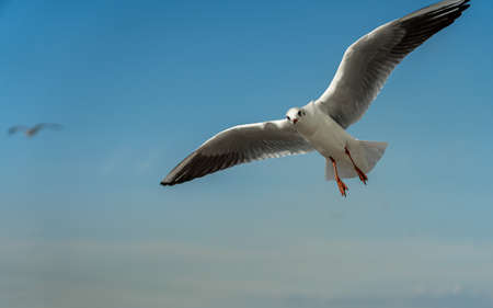 closeup of a seagull at Barcelona waterfront, catalonia, spainの写真素材