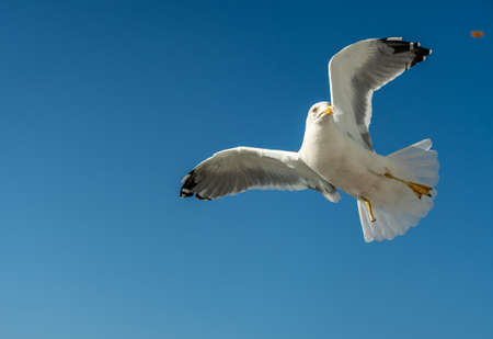 closeup of a seagull at Barcelona waterfront, catalonia, spainの写真素材