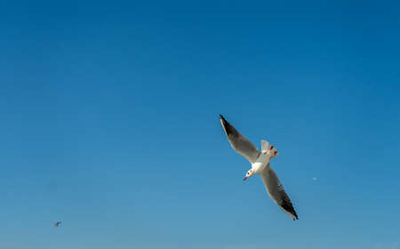 closeup of a seagull at Barcelona waterfront, catalonia, spainの写真素材
