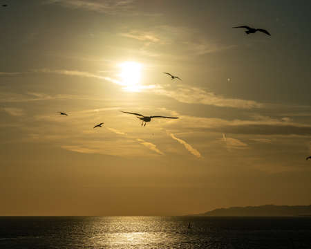 View of a golden sunset with birds in front of the sun and the ocean near Barcelona waterfront, spainの写真素材