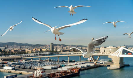 closeup of several seagulls looking for food at Barcelona waterfront, spainの写真素材