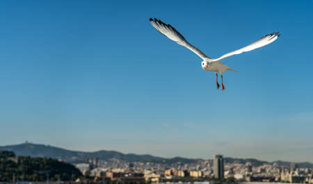 closeup of a seagull at Barcelona waterfront, catalonia, spainの写真素材