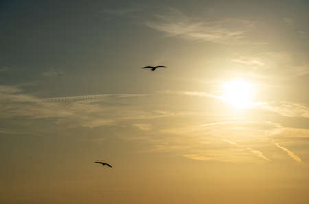 View of a golden sunset with birds in front of the sun and the ocean near Barcelona waterfront, spainの写真素材