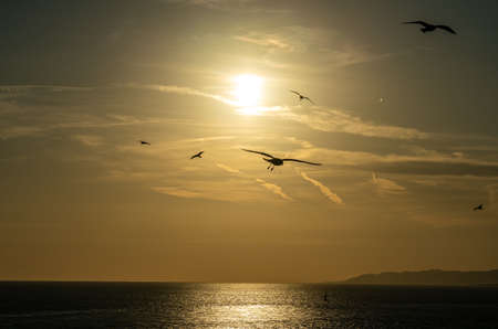 View of a golden sunset with birds in front of the sun and the ocean near Barcelona waterfront, spainの写真素材