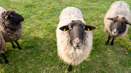 some sheep on green meadow in springtime, frankfurtの写真素材
