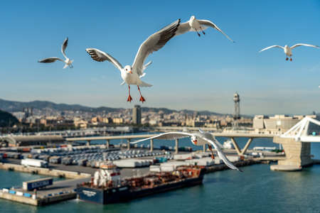 closeup of several seagulls looking for food at Barcelona waterfront, spainの写真素材