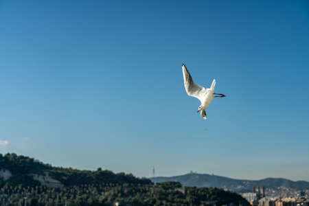 closeup of a seagull at Barcelona waterfront, catalonia, spainの写真素材