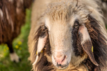 some sheep on green meadow in springtime, frankfurtの写真素材